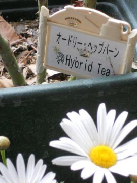 �I�[�h���[�w�b�v�o�[��