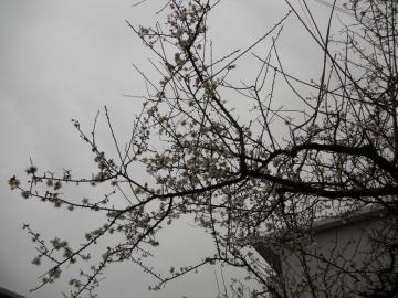 �ߏ��̂���ō炢�Ă���~�̉�