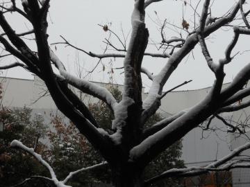 �����̖؂��@������ꂵ�ā@^^