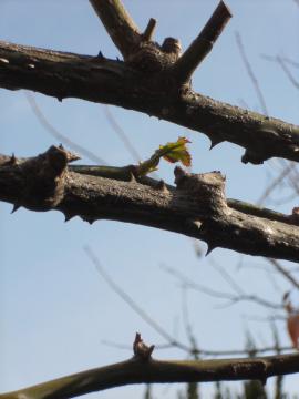 �����T�[���̐V��