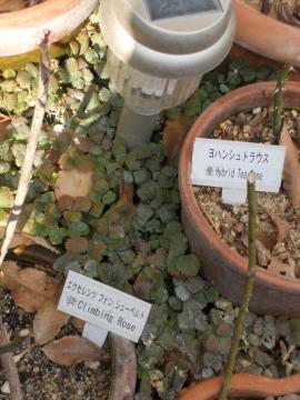 �V���[�x���g�@�Ɓ@���n���V���g���E�X