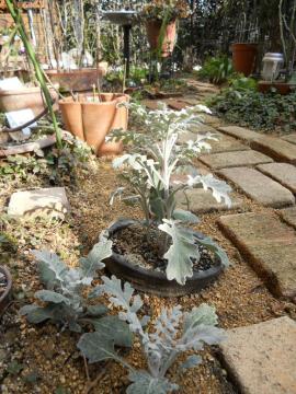 �_�X�e�B�[�~���[�@���ʁH�I