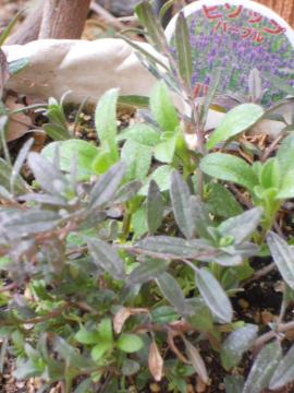 �n�[�u�q�\�b�v�̍X�V