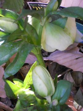 �N���X�}�X���[�Y�@���F