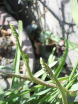 �t���[�W�A�̂ڂ�