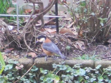 �����̖쒹����