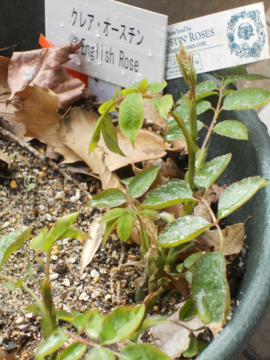 �N���A�I�[�X�`��