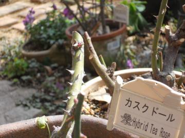 �J�X�N�h�[��