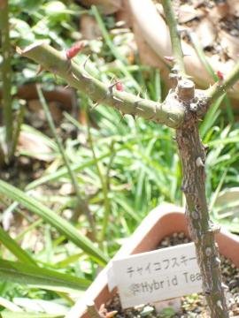 �`���C�R�t�X�L�[