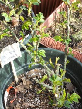 ���C���b�N���[�Y