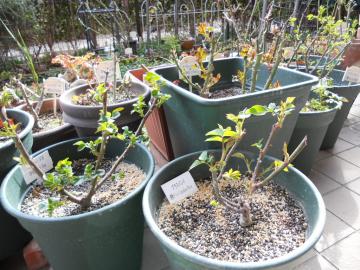 ���A�����K�N