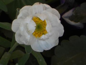 �Ԃ��񂴂��A�b�v�I