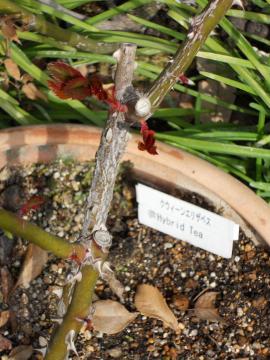 �N�C�[���G���U�x�X