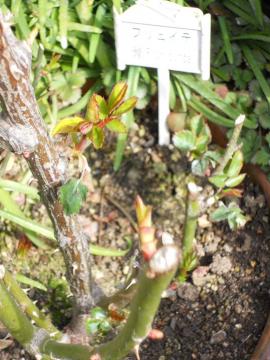 �t�����C�e