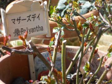 �}�U�[�Y�f�B