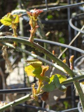 �o�����W���[�h����