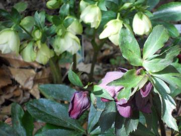 �N���X�}�X���[�Y