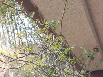 �X�e���O���C