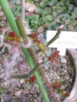 �V���[�x���g