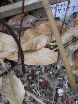 �N���}�`�X�F�v�����Z�X�_�C�A�i