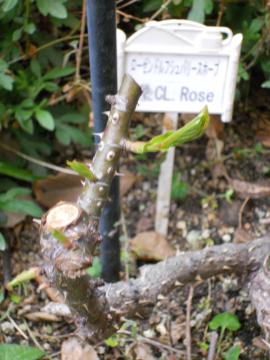 ���[�[���g���t�V���p���V���z�[�v