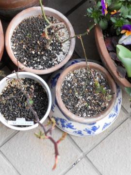 �X�e���O���C�̎q�ǂ���N���[���@^^