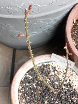 �A�C�X�o�[�O��2008�N�Ɏ��n�����킩��̐���