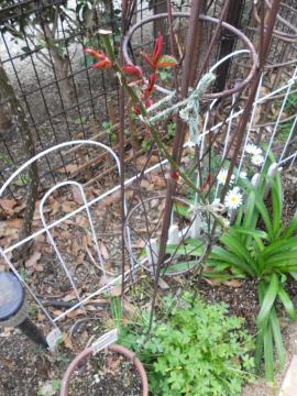 �킩��̃A���N�����@���^�[