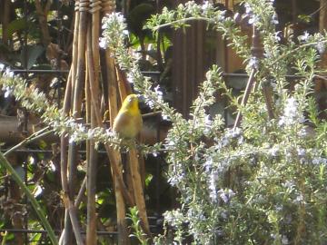 ���[�Y�}���[�̉Ԃ�H�ׂ郁�W��