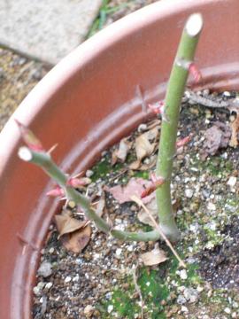 ���O�m�ꂸ