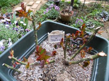 �I�[�h���[�w�b�v�o�[��