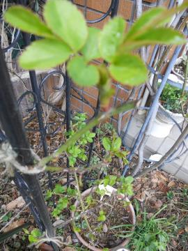 �O���n���g�[�}�X