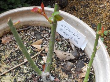 �u���[���[��