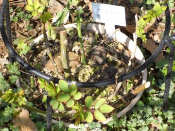 �S�[���f���{�[�_�[