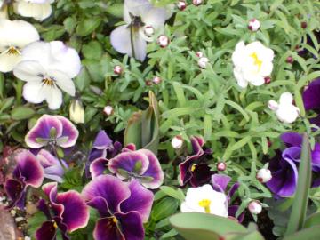 ���ρA�r�I���A�`���[���b�v�̊񂹐A��