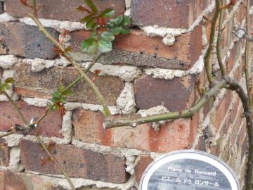 �����T�[��