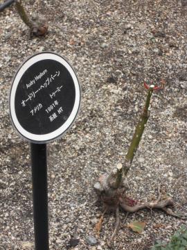 �I�[�h���[