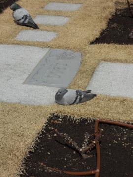 �����ڂ����̃n�g