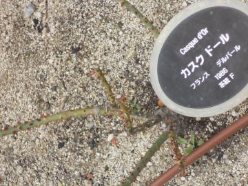 �J�X�N�h�[��