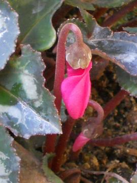 �K�[�f���V�N�������E�s���N