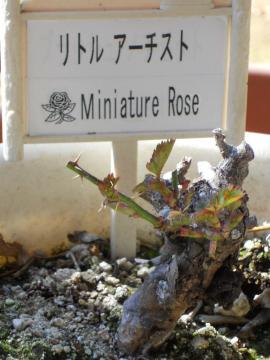 ���g���A�[�`�X�g