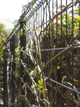 ��T�}�[�X�m�[