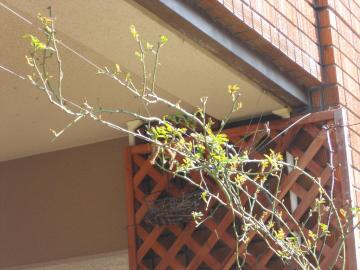 ��A�C�X�o�[�O