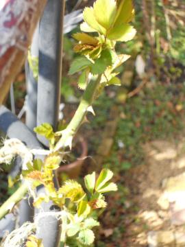 �A���L�~�X�g