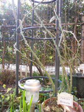 �A���L�~�X�g