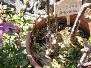 �f���f�B�x�X