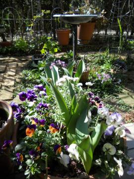 �񂹐A���̃`���[���b�v