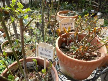 �}�U�[�Y�f�B�ƃV���l�[�v�����Z�X