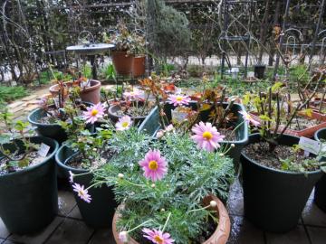 �}�[�K���b�g�E�s���N