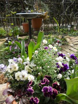 �r�I���ƃo�[�h�o�X